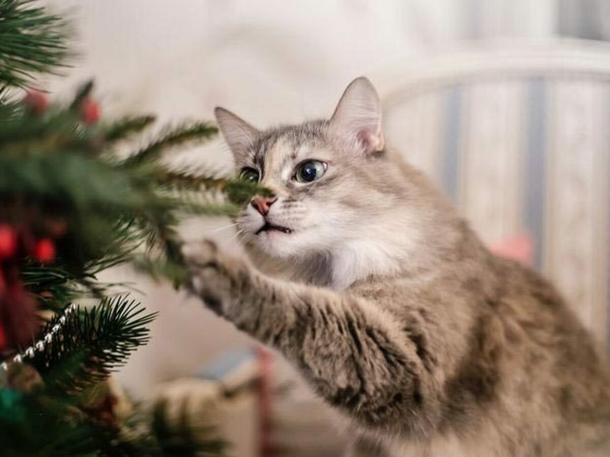 Наступили Новогодние Праздники