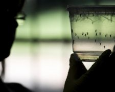 В Україну комарі-переносники Зіка можуть потрапити з Туреччини та Болгарії
