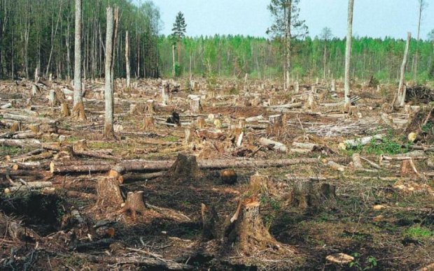 Назад у 90-ті: тітушки почали "віджимати" українські ліси