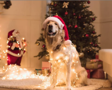 Собака та новорічні свята: фото з вільних джерел