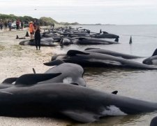 На Нову Зеландію нахлинула друга хвиля суїциду китів