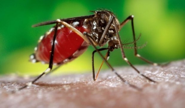 Топ-5 комаров, укус которых может быть смертельным (инфографика)