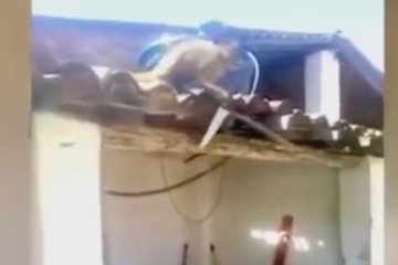 Пьяная обезьяна гонялась за клиентом бара с ножом 