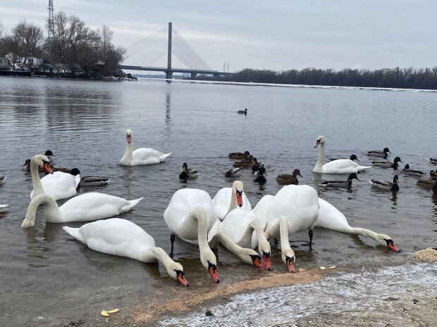 Лебеди в Днепре / фото: Знай.ua