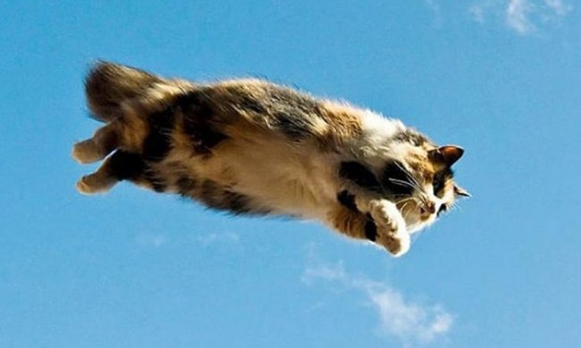 10 доказательств того, что коты могут летать (фото)