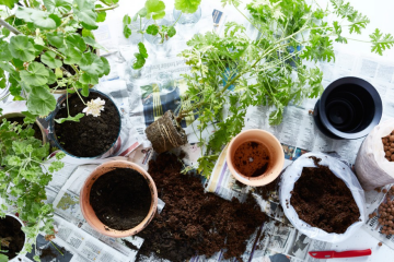 Пересадка квітів, зображення з вільних джерел