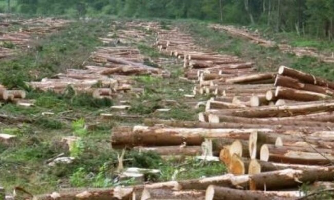 Україна варварськи вирубує ліси і парки
