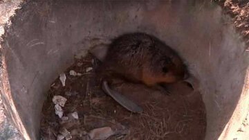 бобер,скріншот з відео