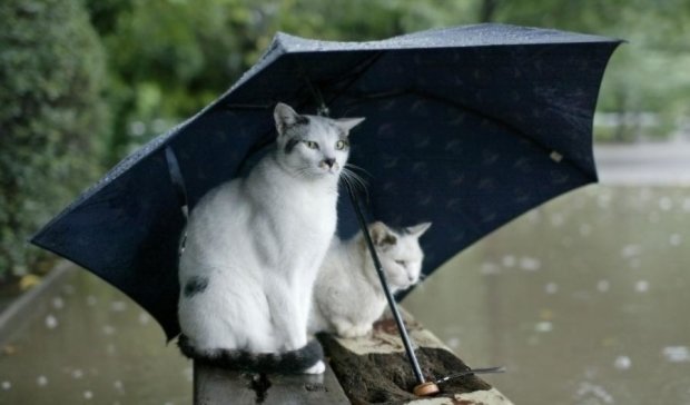 Синоптики рассказали, кому доставать зонты