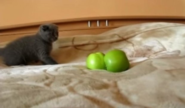 Как котенок давал отпор двум яблокам (видео)