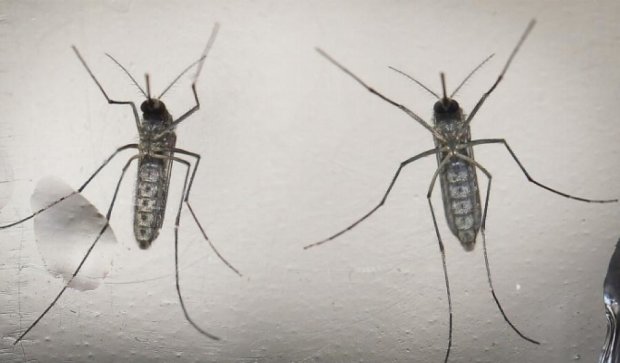 ГМО-комарів кинули на боротьбу з вірусом Зіка