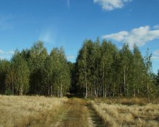 Тысячу гектаров черниговского леса вернули в госсобственность