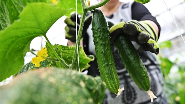 Замужняя домохозяйка позирует на кухне и на столе ебёт себя большим огурцом