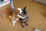 Котик, скріншот: Youtube