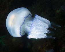 Азовське море атакували гігантські медузи, причина вражає
