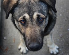 Собаки заблокировали трассу, охраняя тело погибшего друга: нечеловеческая преданность