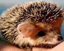 У польській лікарні для їжачків тваринам роблять масаж