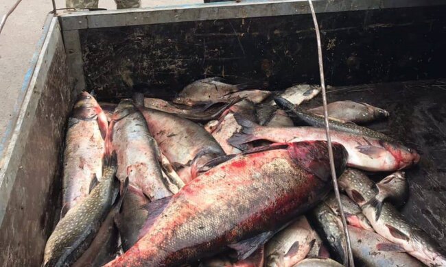 мертва риба