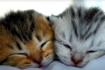Котики, скриншот: Youtube