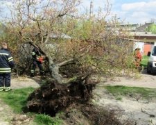 Смертельна поїздка: літнього велосипедиста вбило деревом