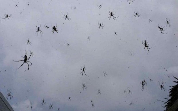 Дощ з павуків-убивць обрушився на Австралію