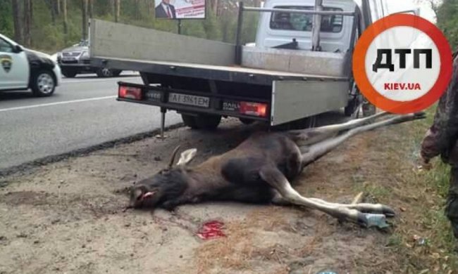 Під Києвом на смерть збили величезного лося