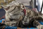 Котик. Фото Freepik