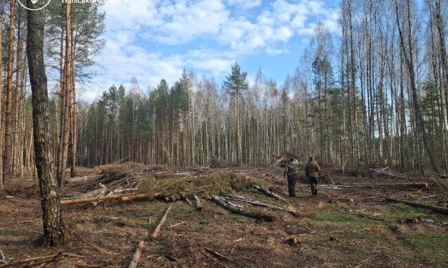 незаконная вырубка деревьев
