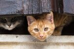 "Ще вчора мишей ловив": київський секонд-хенд влип у гучний скандал через підозріле хутро
