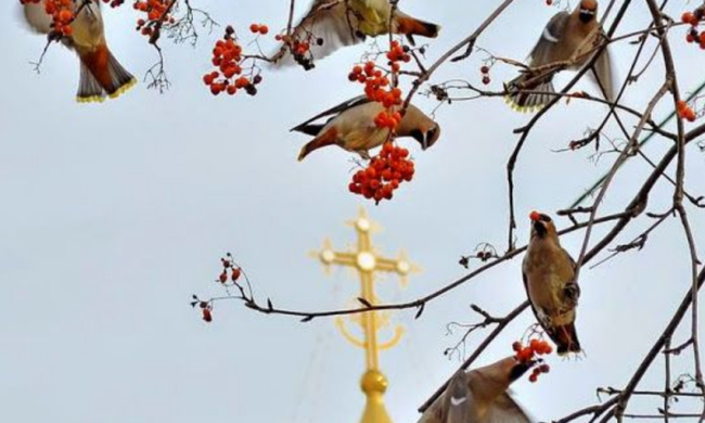 Птички / фото: Pinterest