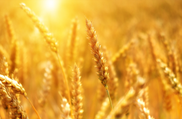 Климатические изменения уже влияют на Украину: какие удары ждут людей