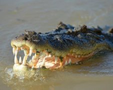 Росіянин прийшов на пляж з крокодилом