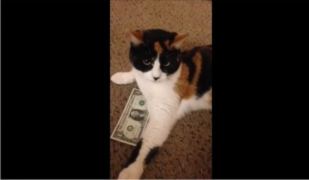 У мережі знайшли найжадібнішу кішку (відео)