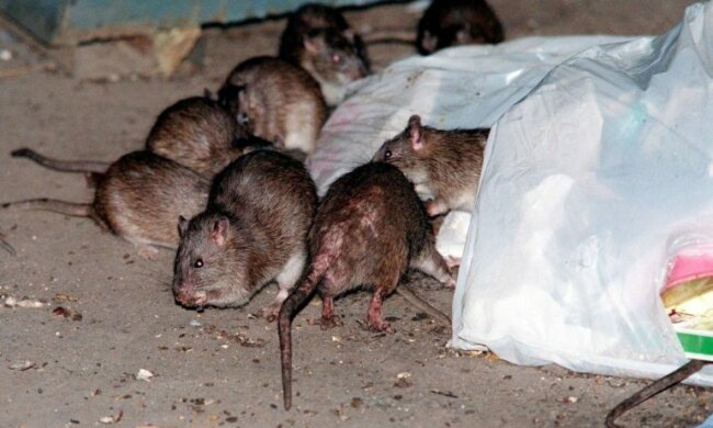 Квартиры киевлян заполонили крысы: "Лезут через канализацию"
