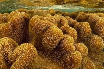 Ученые обнаружили самое большое животное в мире