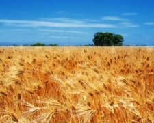 Агросектор обеспечивает поступление в Украину более трети всей валюты