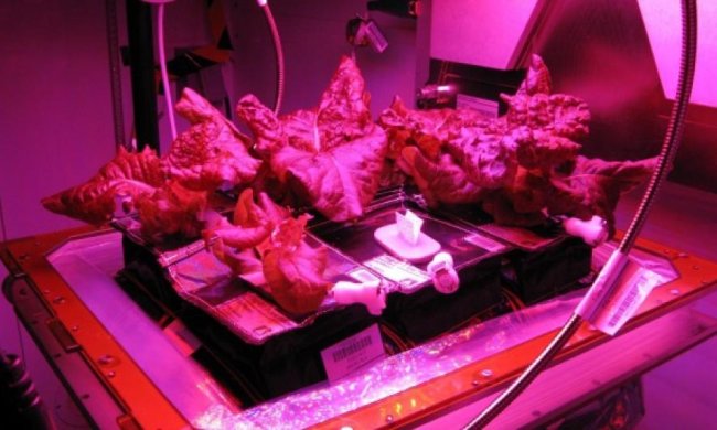 Астронавти вперше скуштували вирощені в космосі овочі (відео)