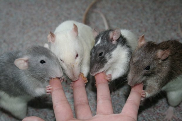 Крысы-каннибалы атакуют человечество: пощады не ждите