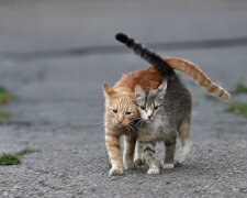 Беспризорные животные погибают из-за действий коммунальщиков: тысячи кошек загнали в ловушки