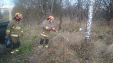 На Прикарпатье змея влезла в жилой дом, фото: Facebook ГСЧС Ивано-Франковской области