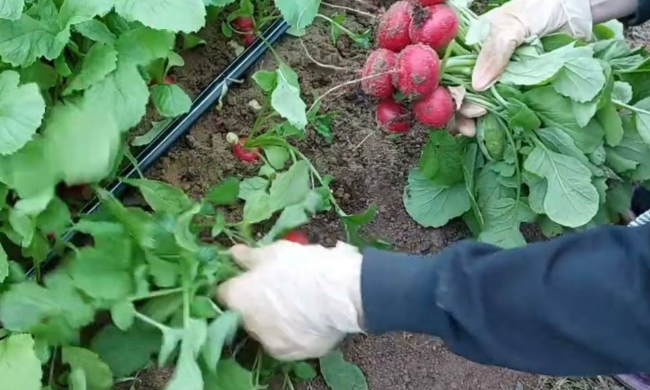 Редис, огород, кадр с видео