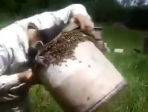 Пасічник із Сумщини нап'ялив на голову відро з бджолами - здогадайтеся, навіщо