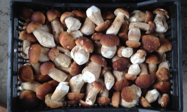 Неймовірну властивість білих грибів розкрито: ефект Доріана Грея