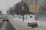 Свиня у Франківську, фото Олександр Заславський: Facebook Івано-Франківськ. Карантин