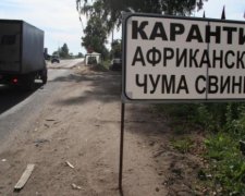В трьох селах Одеської області ввели карантин через африканську чуму свиней