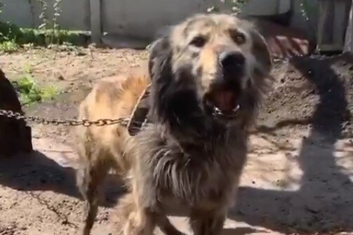 собака, скриншот из видео