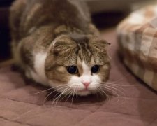 У Франції невідомі влаштували геноцид кішок