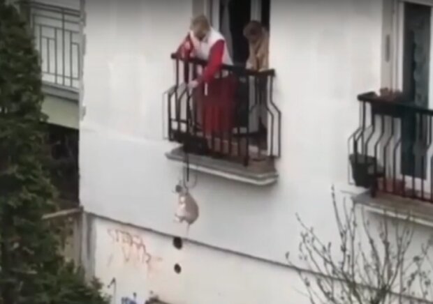 бабуся дала мастер-клас вигулу собаки з балкону скрін з відео