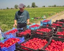 Пинали и угрожали: как работают украинцы в Польше