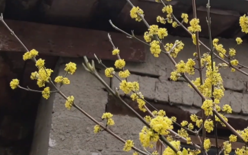 Цветение деревьев. Фото: скрин youtube